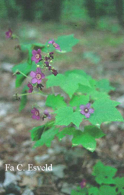 Rubus odoratus