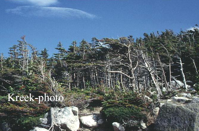 Abies balsamea