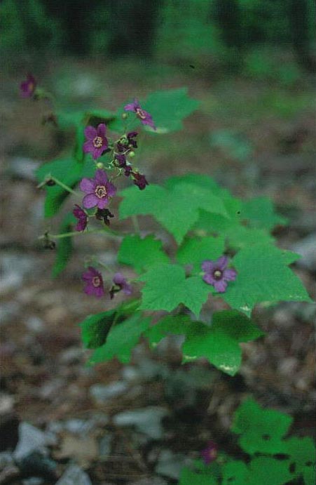 Rubus odoratus