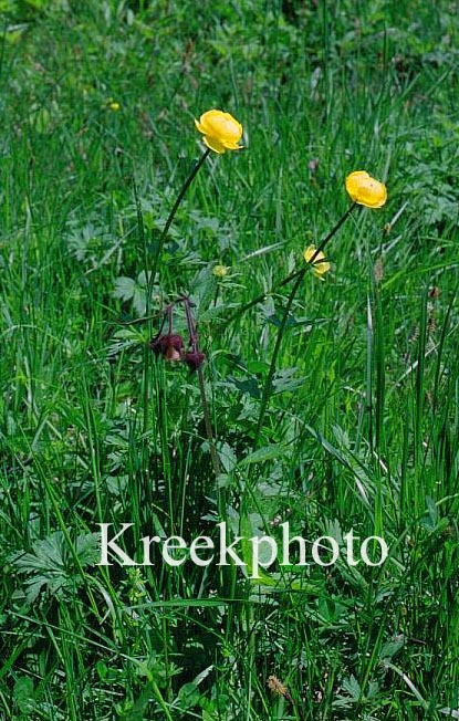 Trollius europaeus