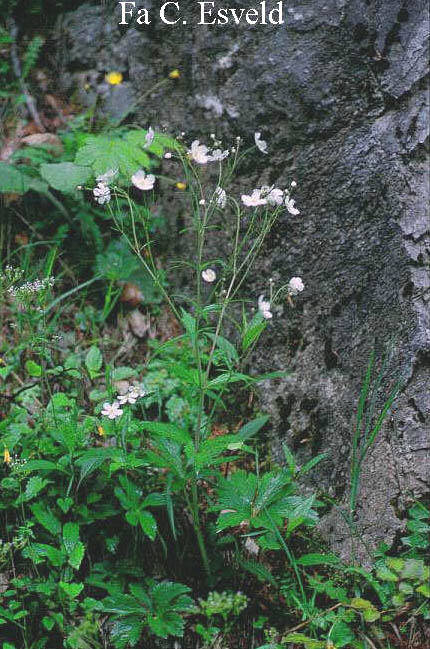 Ranunculus aconitifolius