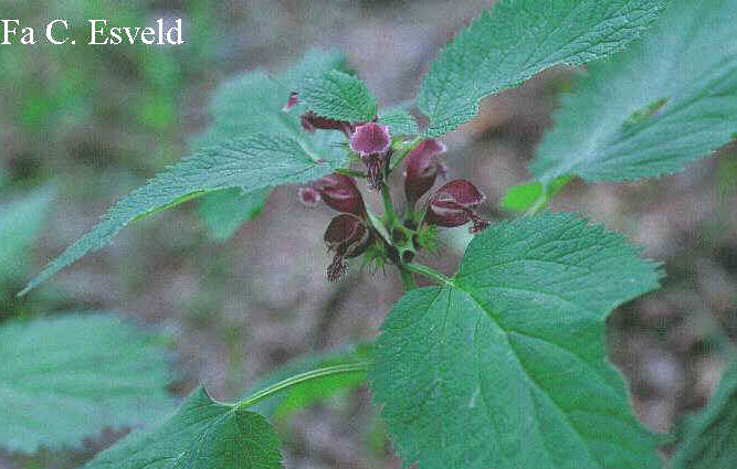 Lamium orvala