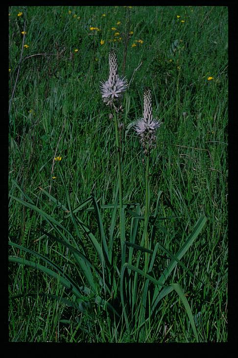 Asphodelus albus