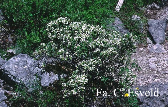 Daphne alpina
