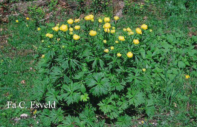 Trollius europaeus