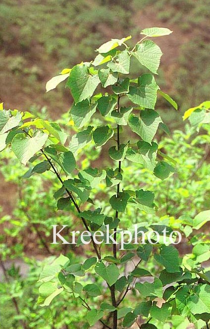 Tilia mandshurica