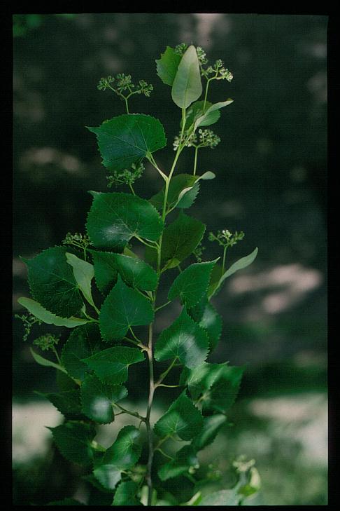 Tilia mandshurica