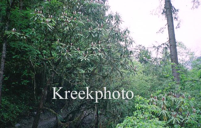 Rhododendron calophytum