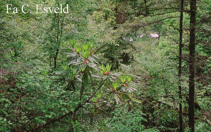 Rhododendron calophytum