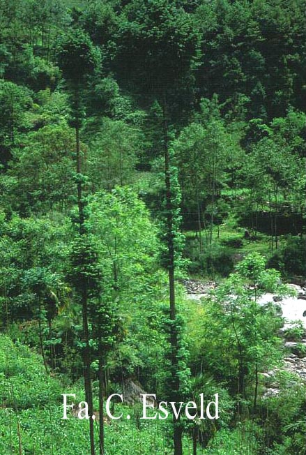 Cunninghamia lanceolata