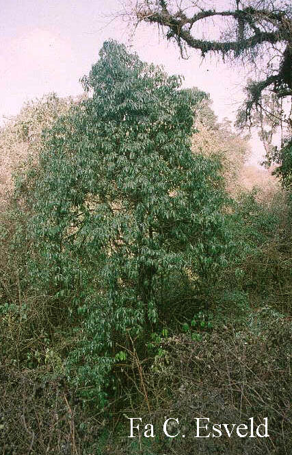 Rhododendron arboreum