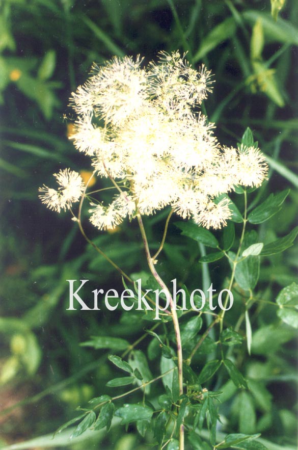 Filipendula ulmaria