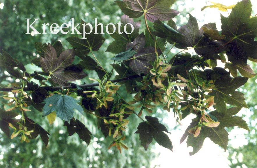 Acer pseudoplatanus 'Atropurpureum'