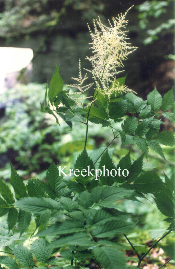 Aruncus dioicus