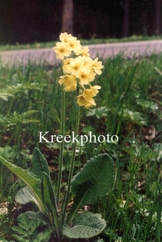 Primula veris