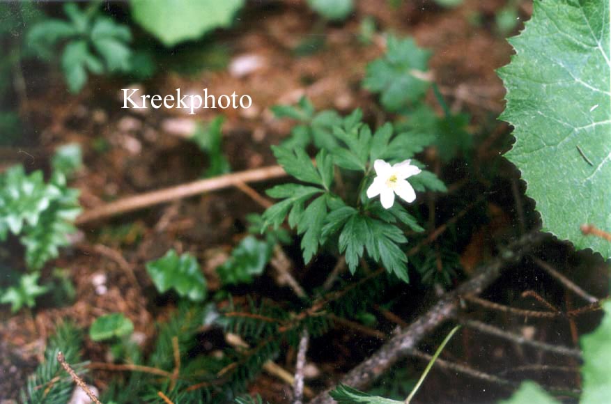 Anemone nemorosa