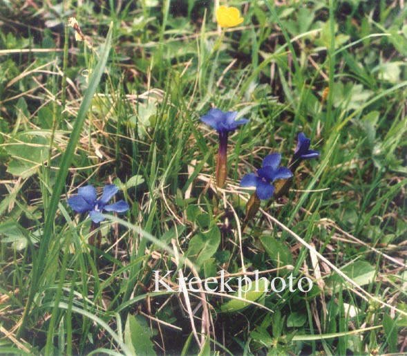 Gentiana verna