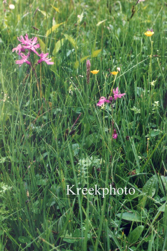 Silene dioica