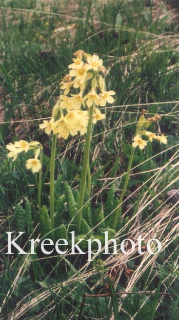 Primula veris