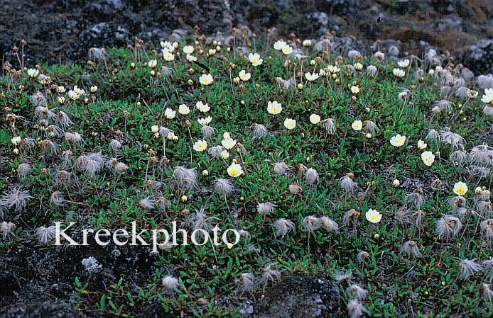 Dryas octopetala