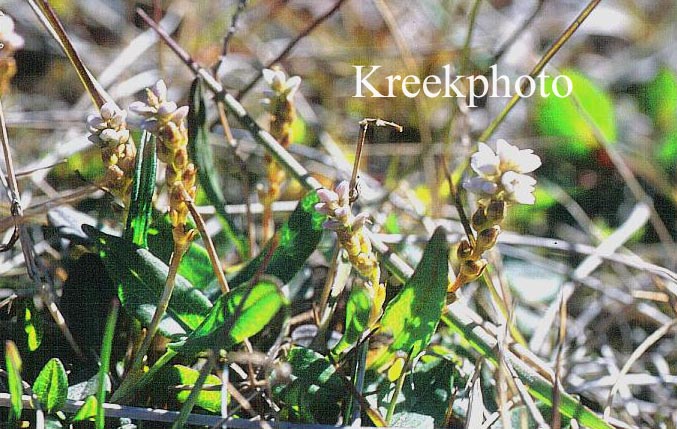 Persicaria vivipara