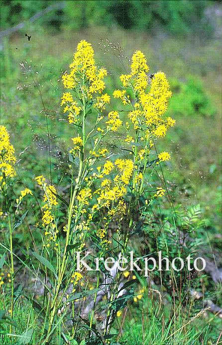 Solidago virgaurea