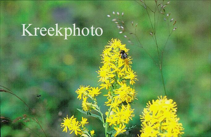 Solidago virgaurea