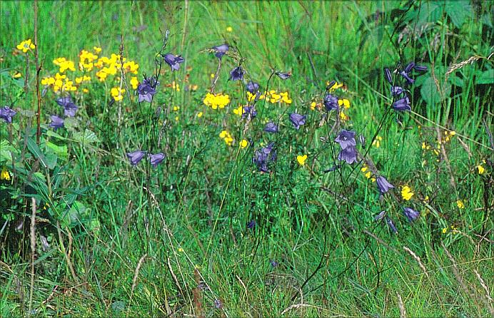 Campanula rotundifolia