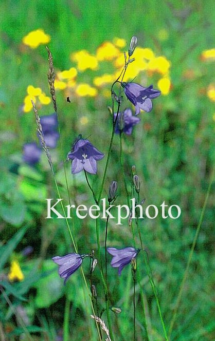 Campanula rotundifolia