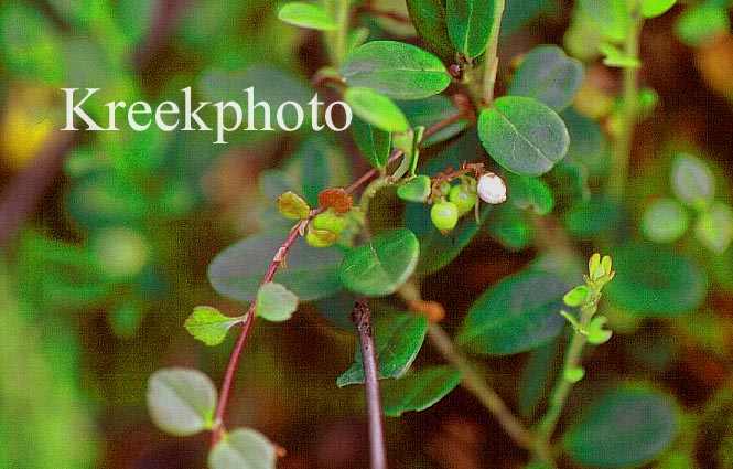 Arctostaphylos uva-ursi