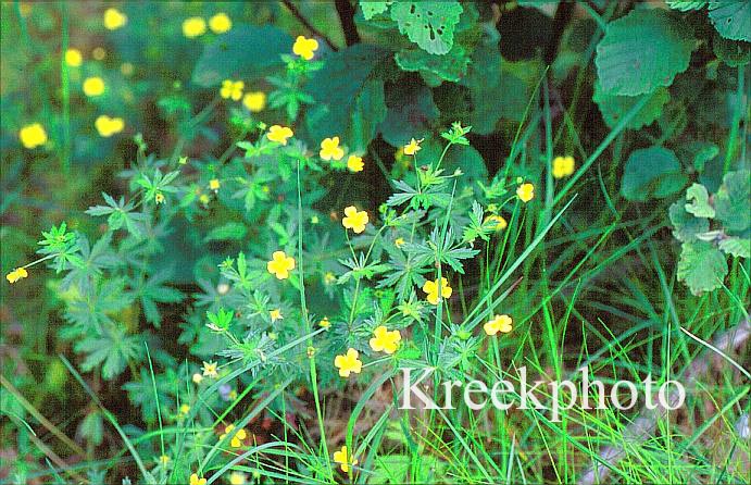 Potentilla erecta