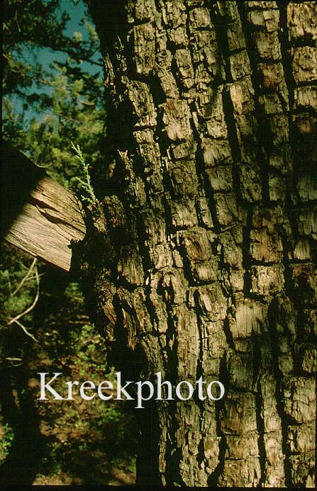 Juniperus deppeana