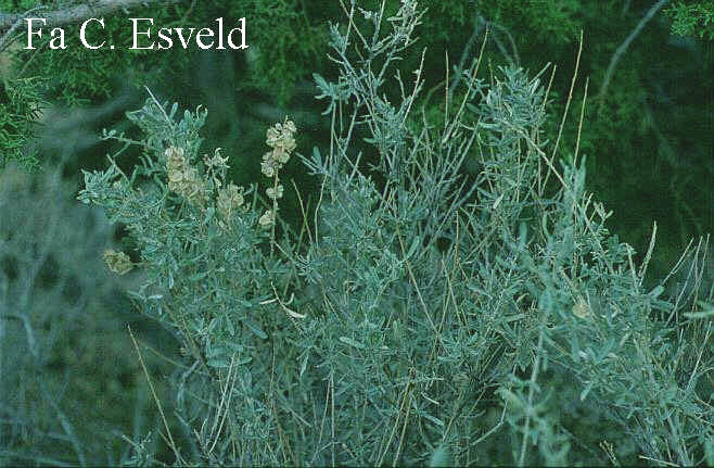 Atriplex canescens