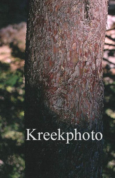 Cupressus arizonica var. glabra