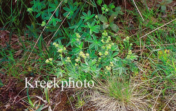 Alchemilla alpina