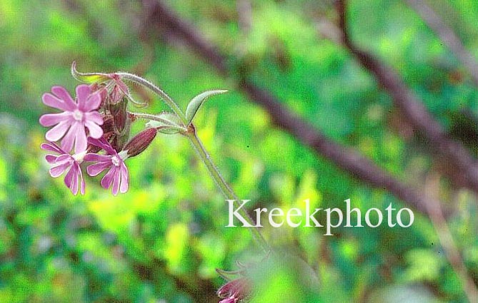 Silene dioica