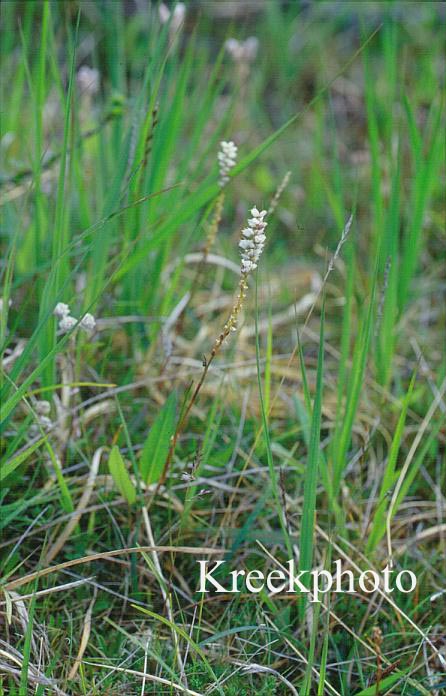 Persicaria vivipara