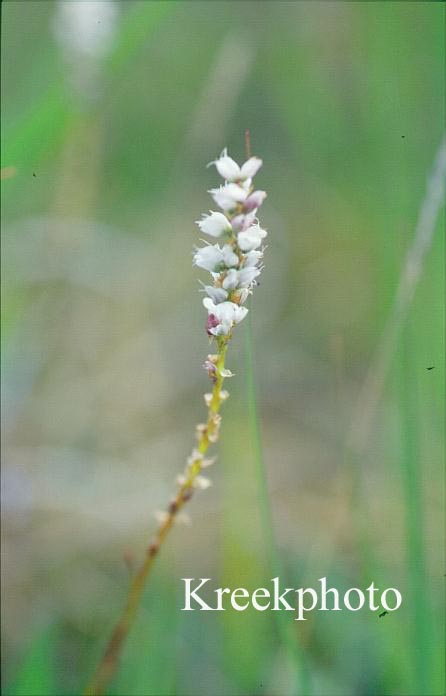 Persicaria vivipara