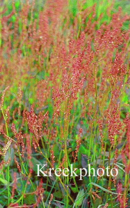 Rumex acetosa