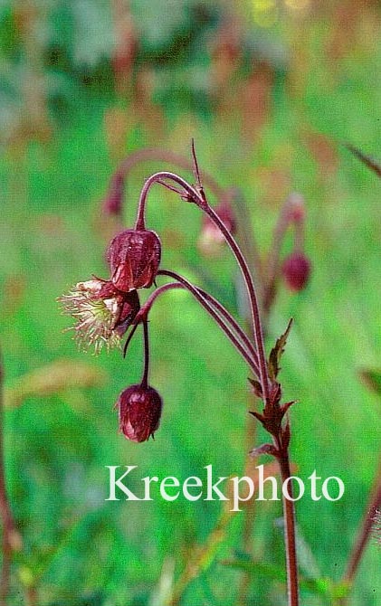 Geum rivale