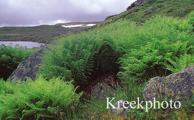 Athyrium filix-femina