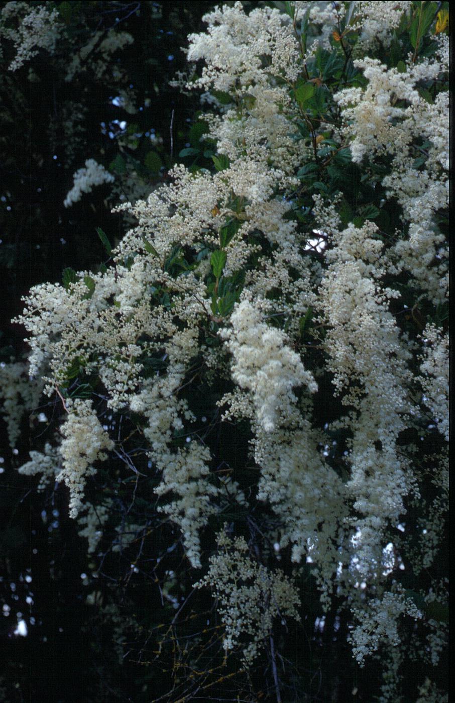Holodiscus discolor