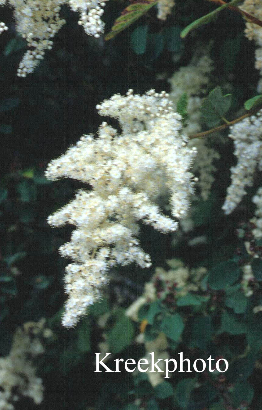 Holodiscus discolor