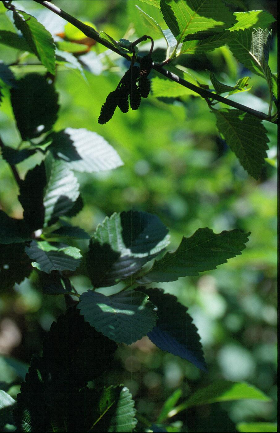 Alnus rubra