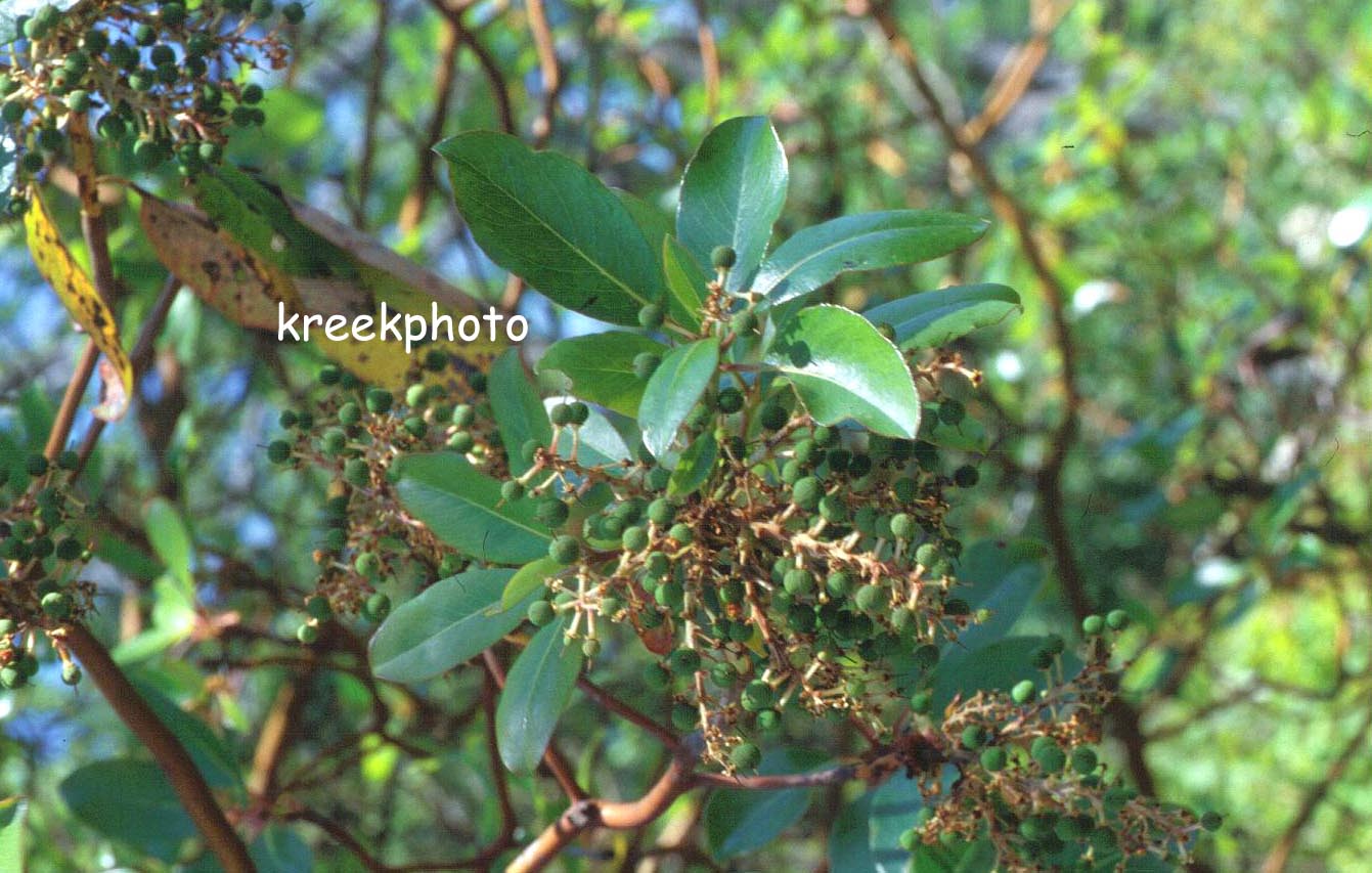 Arbutus menziesii