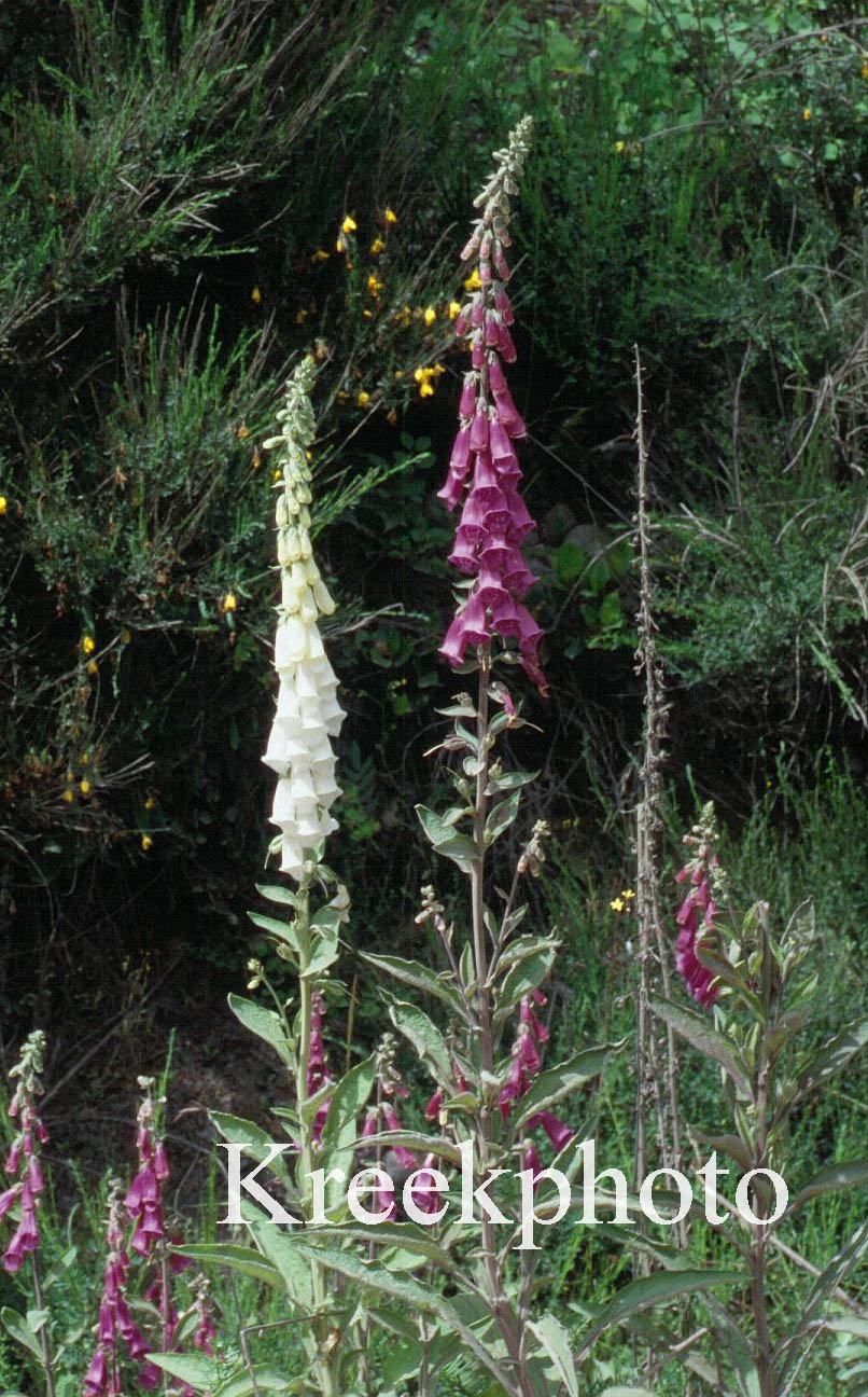 Digitalis purpurea