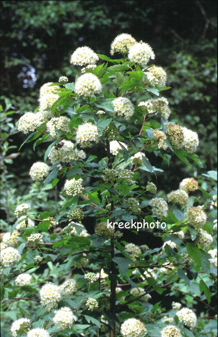 Physocarpus capitatus (90641)