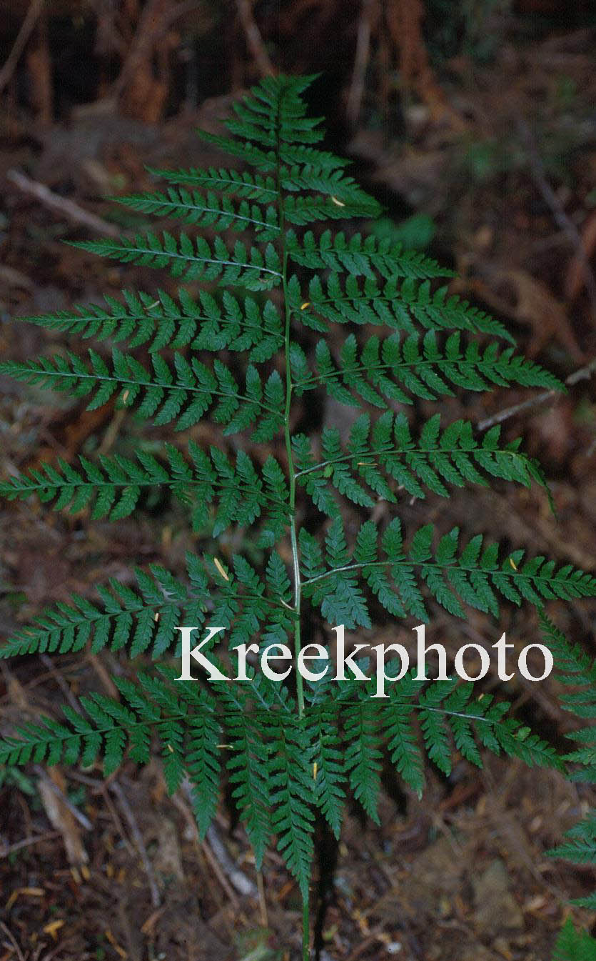 Athyrium filix-femina