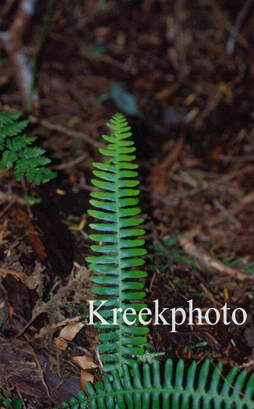 Blechnum spicant