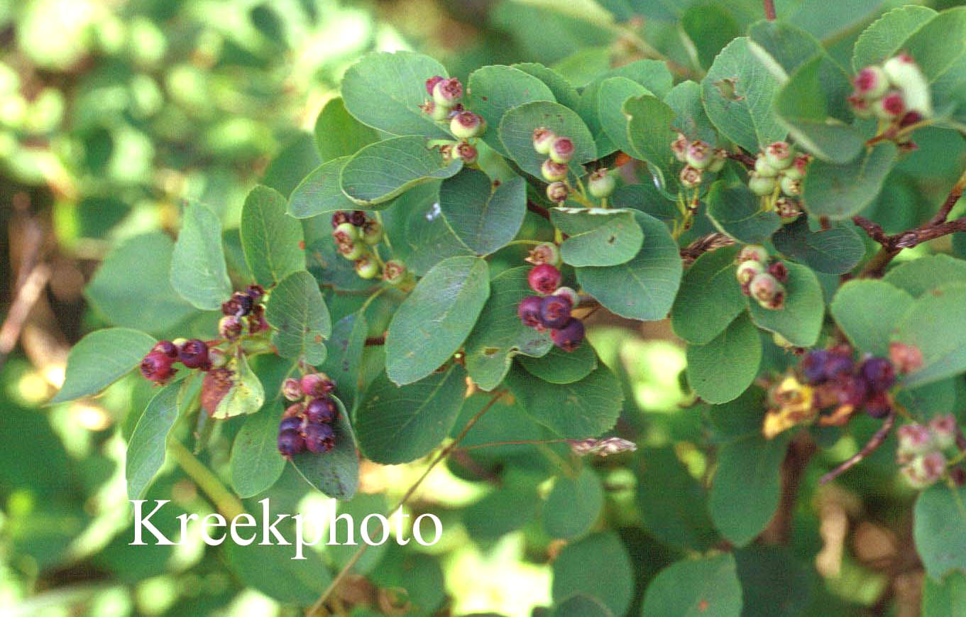 Amelanchier alnifolia (90669)